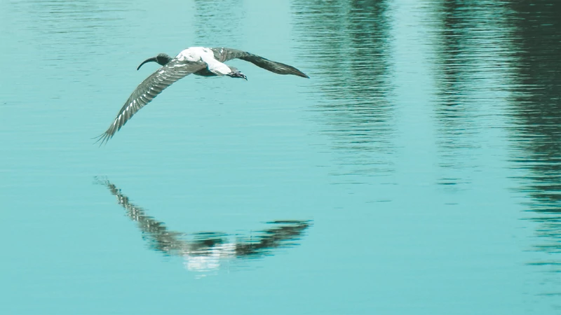 „A lélek számára ismerős”.  Tanulmánykötet a köztes létről